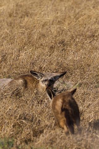 156 Okavango Delta, grootoorvos.jpg
